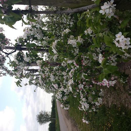 B&B Aan De Limes In Maurik מראה חיצוני תמונה