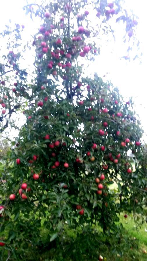 B&B Aan De Limes In Maurik מראה חיצוני תמונה